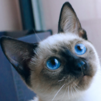 bin.gong's avatar